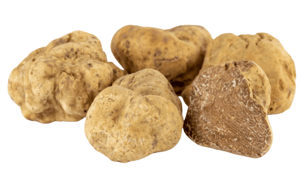 White Truffle Tuber Magnatum