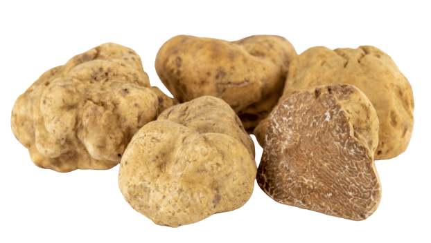 White Truffle Tuber Magnatum