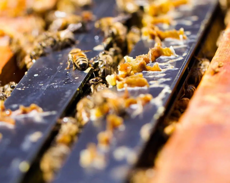 Wild Propolis Tincture mood image 3
