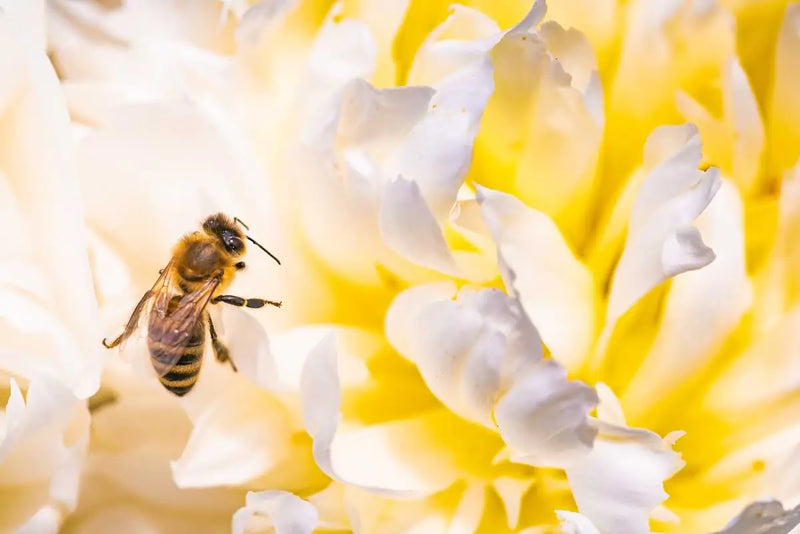 Wild Fresh Royal Jelly mood image 2