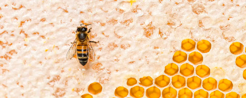 Wild Fresh Royal Jelly mood image 3