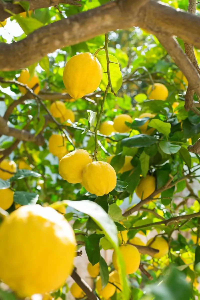 Artisan Lemon Infused EVOO mood image 1