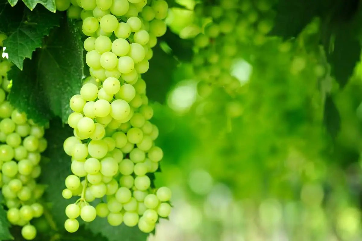Artisan White Balsamic Vinegar of Modena mood image 1