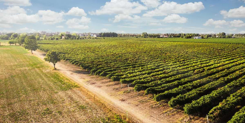 Artisan White Balsamic Vinegar of Modena mood image 3