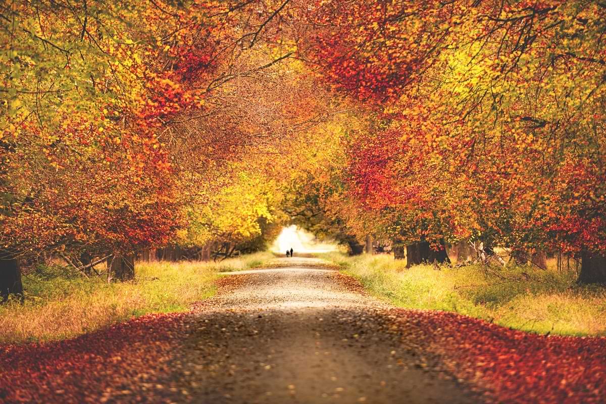 Black Autumn Truffle mood image 1