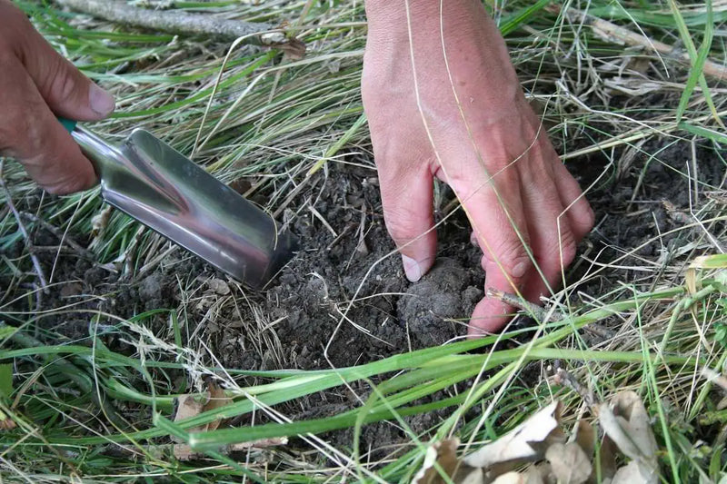 Black Summer Truffle Aestivum mood image 2