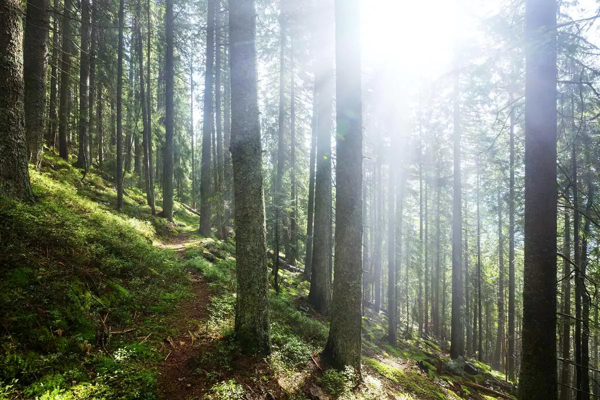 Wild Greek Forest Honey mood image 1