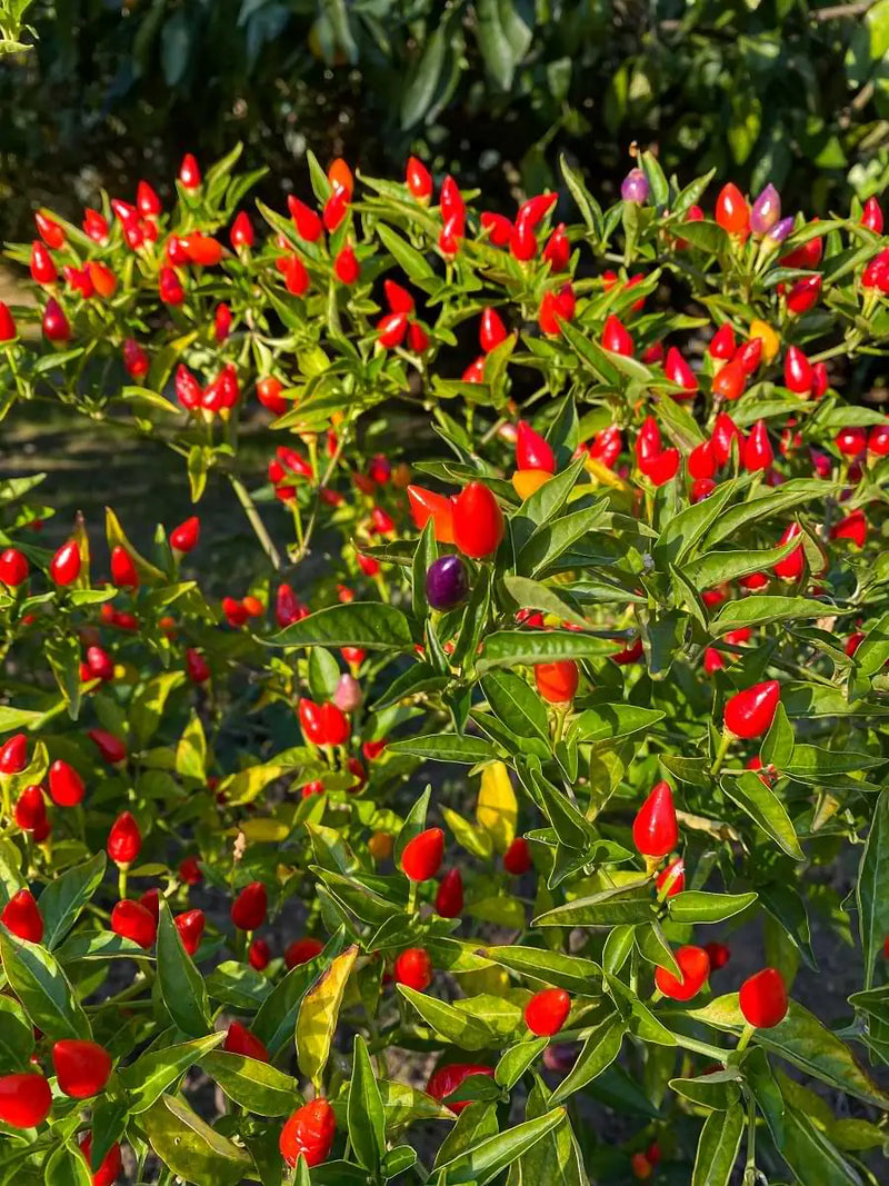 Calabrian Chili Pepper Infused EVOO mood image 3