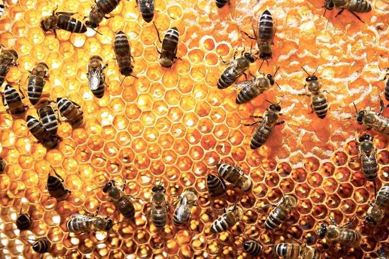 Greek Golden Vanilla Honey mood image 2