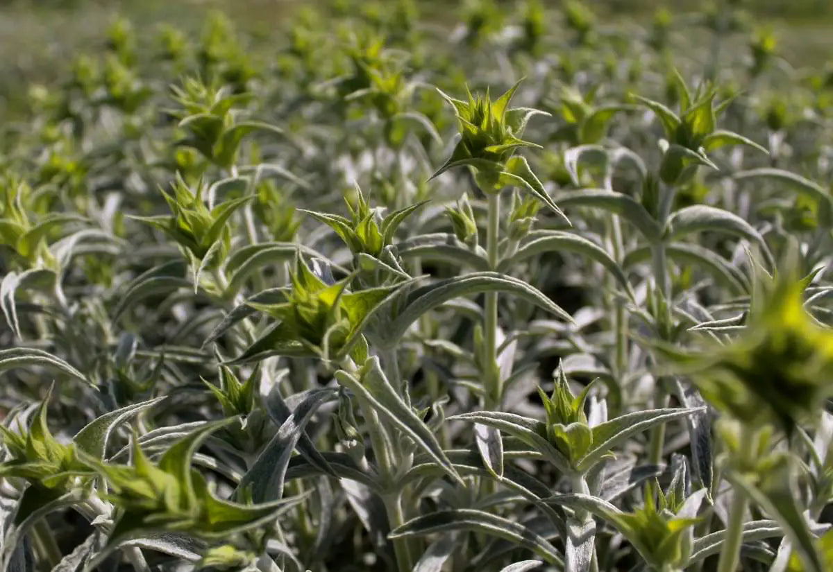 Wild Greek Mountain Tea Sideritis mood image 1