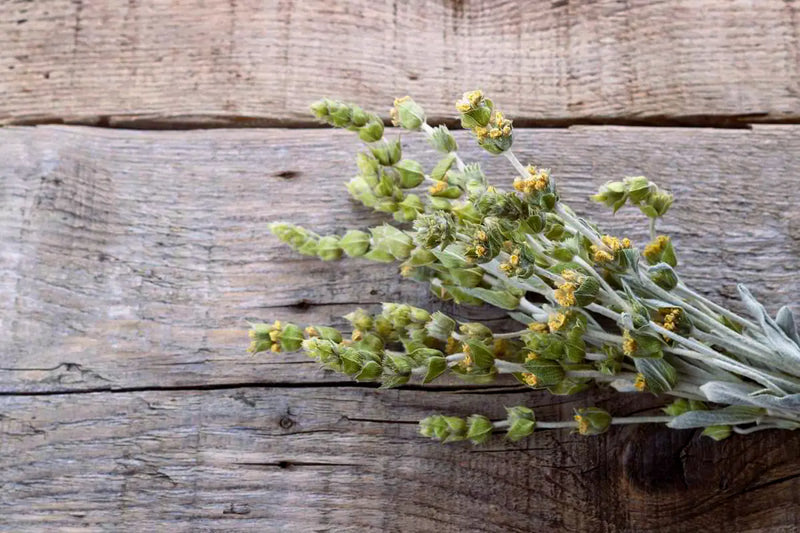 Wild Greek Mountain Tea Sideritis mood image 2