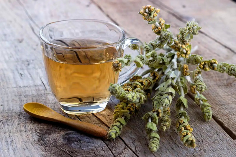 Wild Greek Mountain Tea Sideritis mood image 3