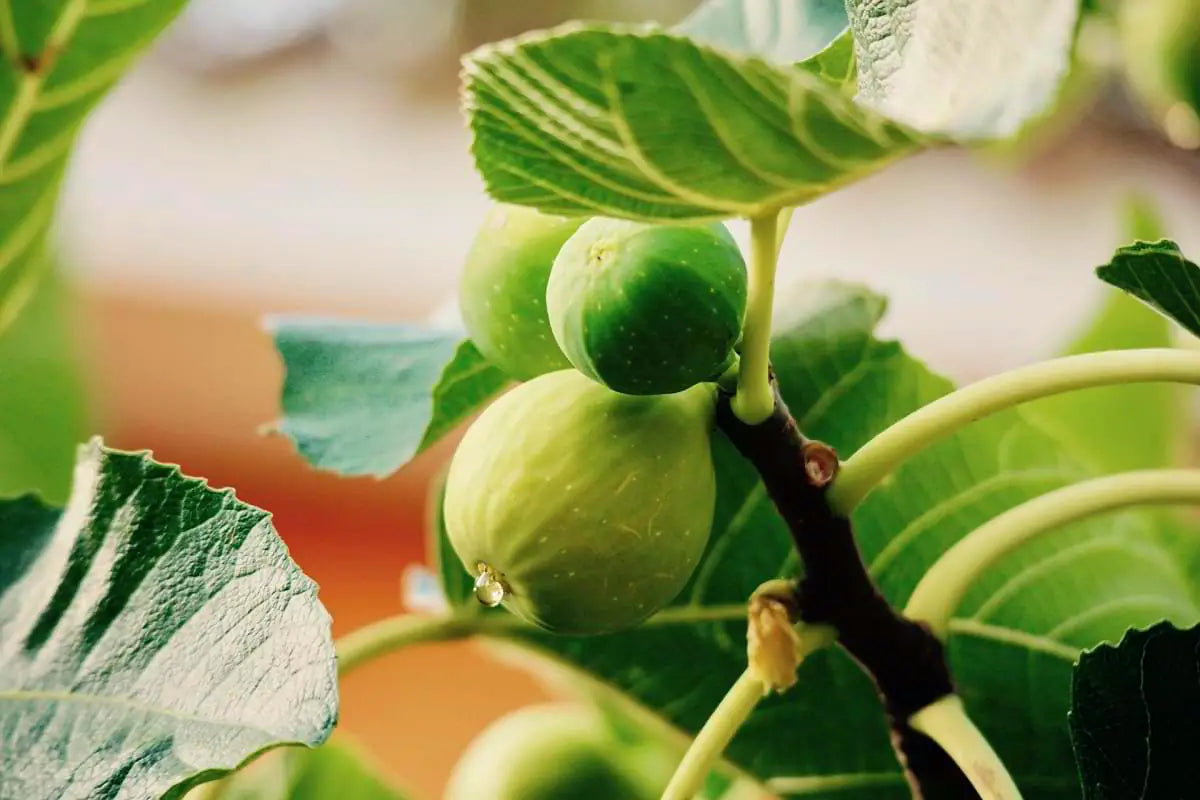 Organic Heirloom Royal Figs mood image 1
