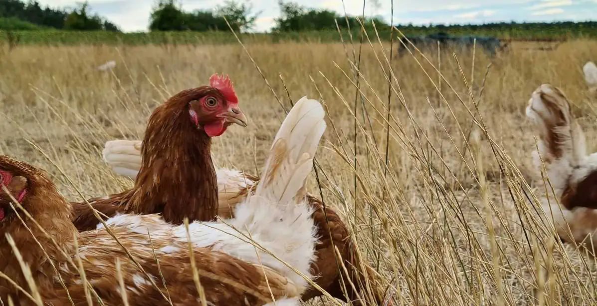 Organic Smoked Chicken mood image 1