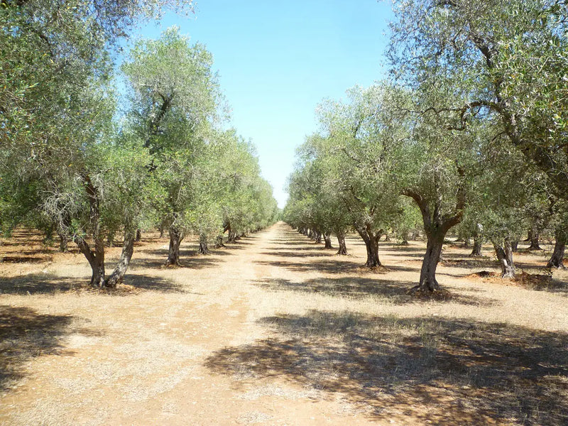 Premium TruOlive Extra Virgin Olive Oil mood image 3