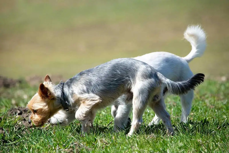 Truffle Oil Autumn White mood image 2
