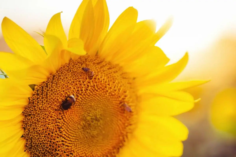 Wild Greek Island Honey mood image 2
