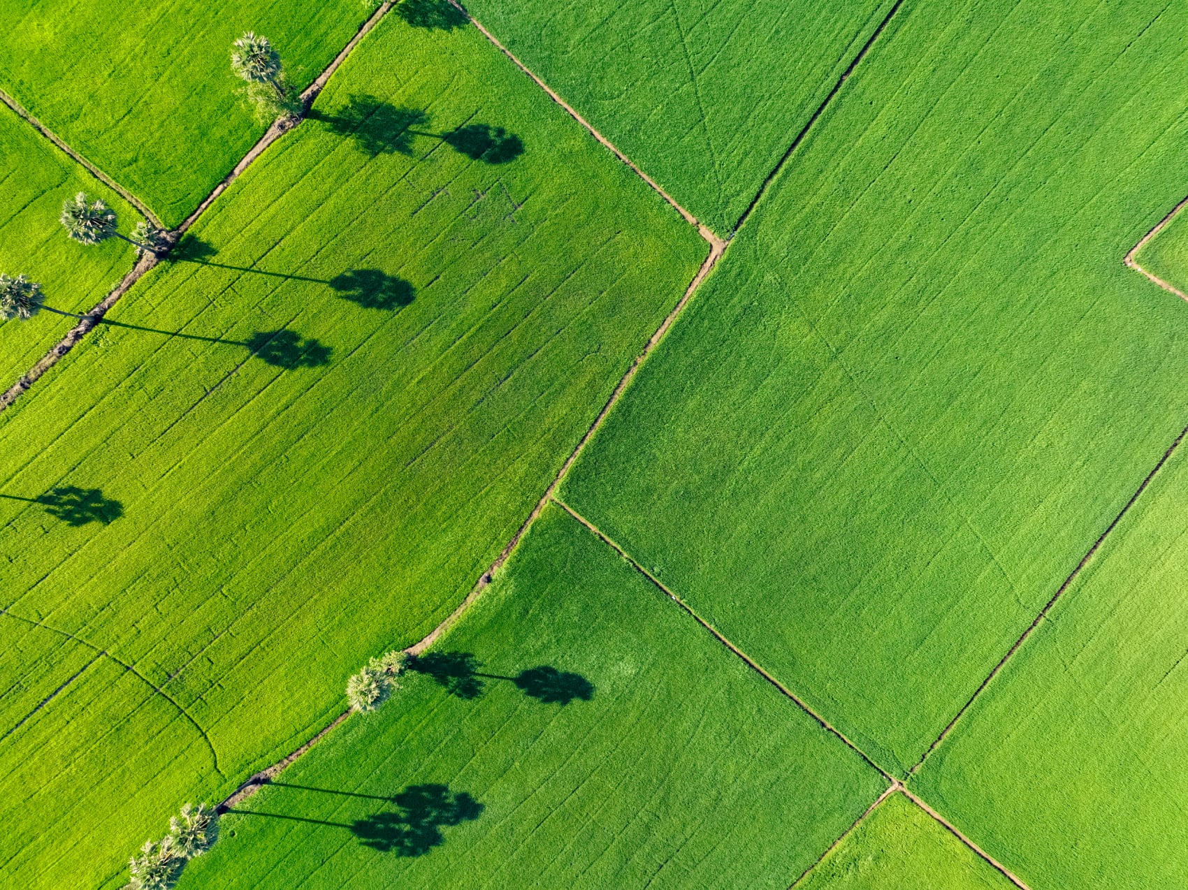 Farm grass